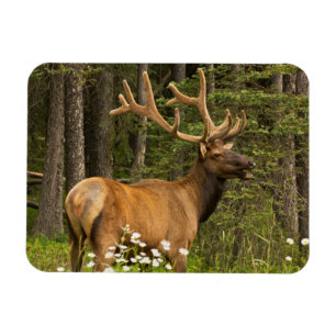 Íman Alce macho em veludo, Canadá