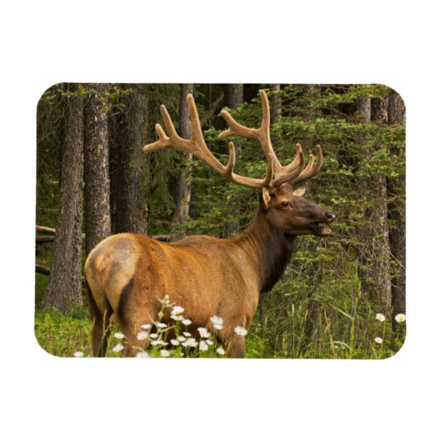 Íman Alce macho em veludo, Canadá (Horizontal)