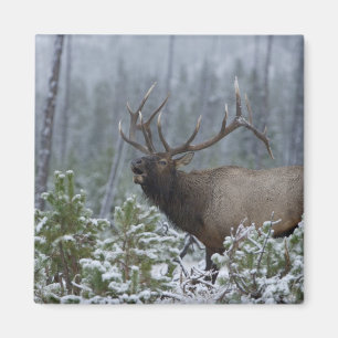 Íman Alce macho na neve chamando, buglando, Yellowstone