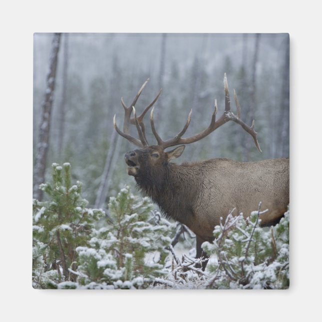 Íman Alce macho na neve chamando, buglando, Yellowstone (Frente)