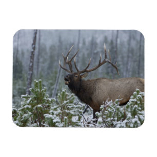 Íman Alce macho na neve chamando, bugling, Yellowstone