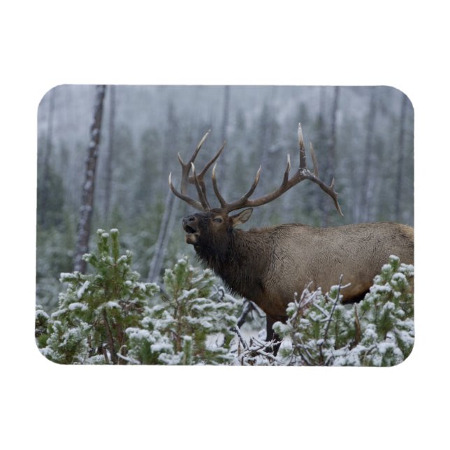 Íman Alce macho na neve chamando, bugling, Yellowstone (Horizontal)