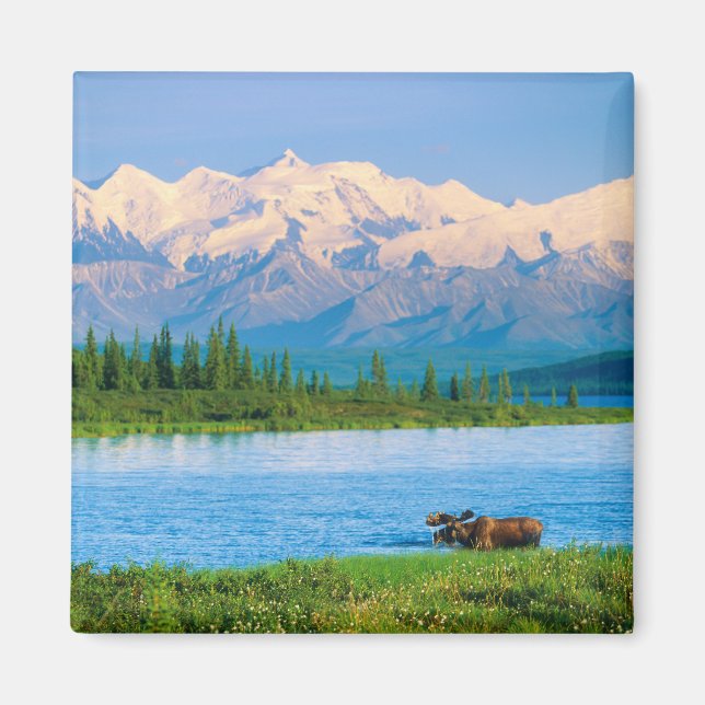 Íman Alce macho no Wonder Lake (Frente)