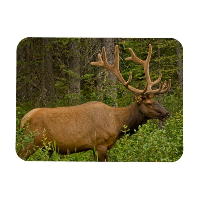 Íman Alce macho | Parque Nacional Banff, Alberta, Canad (Horizontal)
