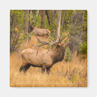 Íman Alce macho | Parque Nacional das Montanhas Rochosa