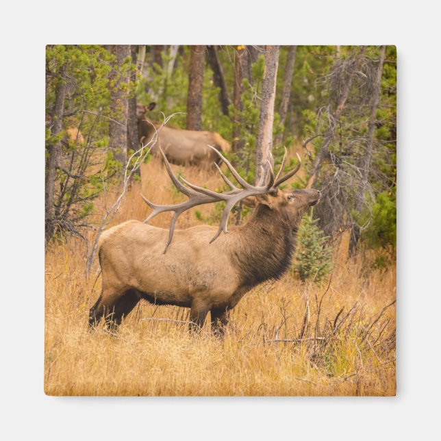 Íman Alce macho | Parque Nacional das Montanhas Rochosa (Frente)