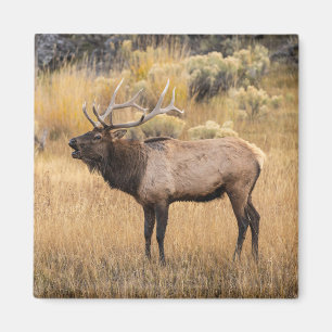 Íman Alce macho Parque Nacional de Yellowstone