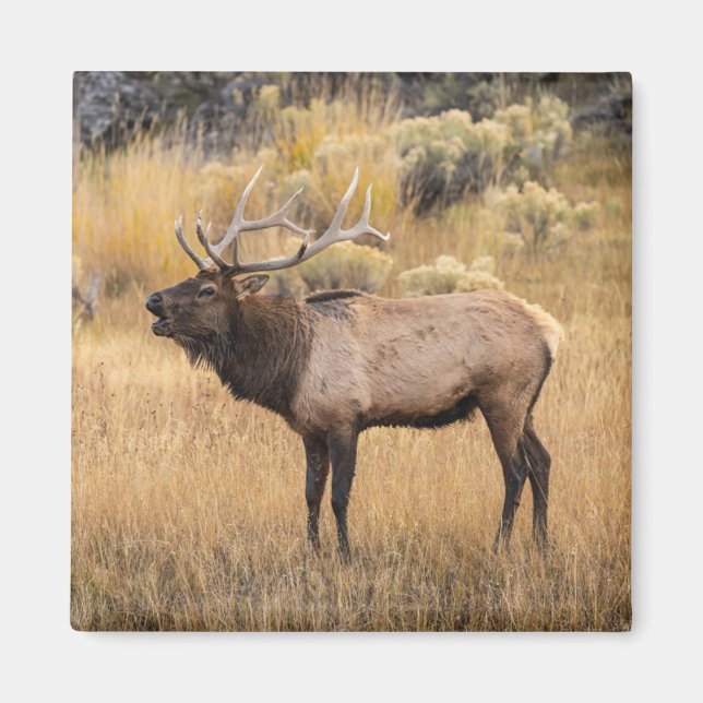 Íman Alce macho | Parque Nacional de Yellowstone (Frente)