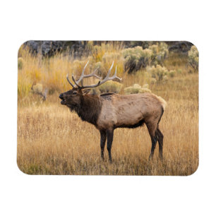 Íman Alce macho Parque Nacional de Yellowstone