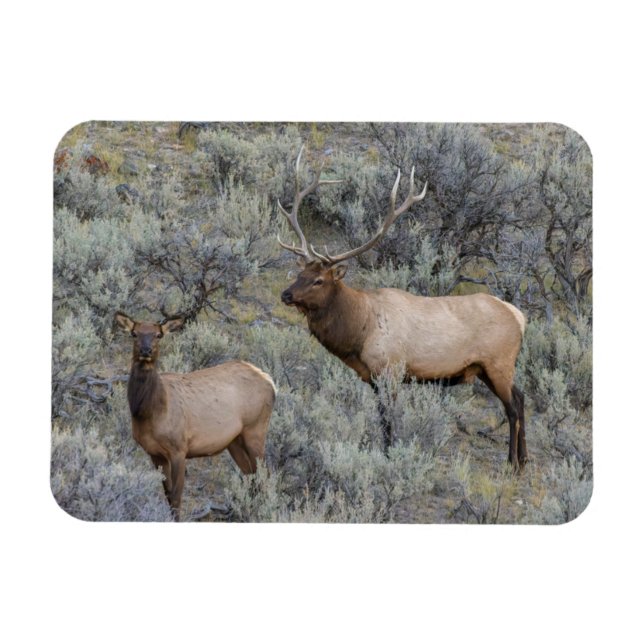 Íman Alce Macho | Parque Nacional de Yellowstone, Wyomi (Horizontal)