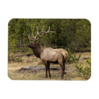 Alce Macho Parque Nacional de Yellowstone, Wyoming