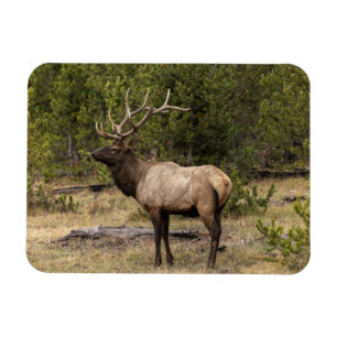 Íman Alce Macho Parque Nacional de Yellowstone, Wyoming