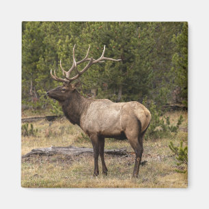 Íman Alce macho Parque Nacional de Yellowstone, Wyoming