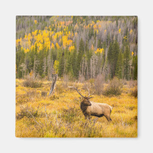 Íman Alce macho Parque Nacional Montanhas Rochosas Co
