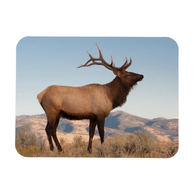Íman Alce Macho Perto de Mammoth | Wyoming (Horizontal)