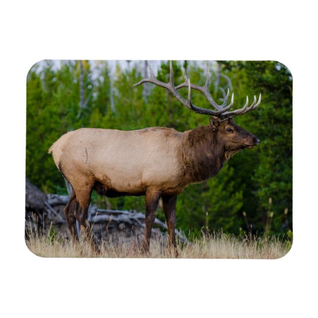 Íman Alce | Parque Nacional de Yellowstone, Wyoming (Horizontal)