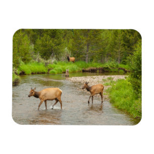 Íman Alces cruzando o rio Colorado