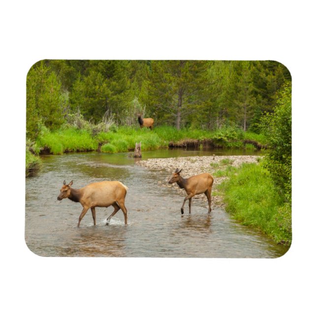 Íman Alces cruzando o rio Colorado (Horizontal)