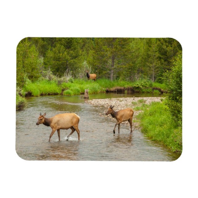 Íman Alces cruzando o rio Colorado (Horizontal)