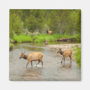 Íman Alces cruzando o rio Colorado