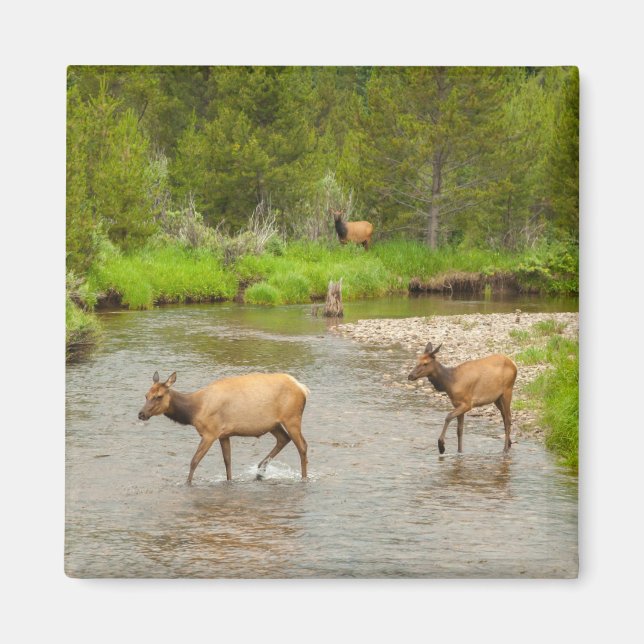 Íman Alces cruzando o rio Colorado (Frente)