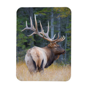 Íman Alces da montanha rochosa de Bull