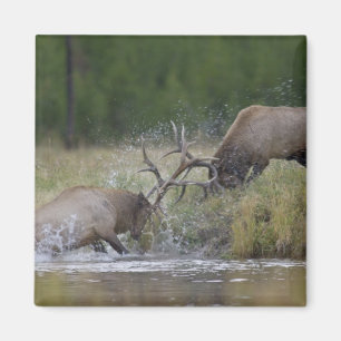 Íman Alces machos lutando, Yellowstone NP, Wyoming