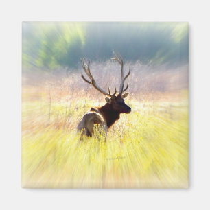 Íman Alces "que olham para trás "