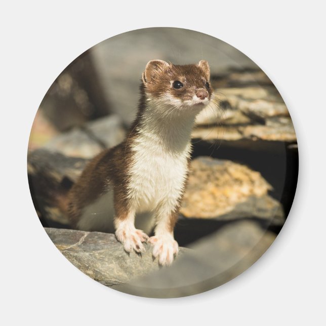 Íman Alerta Weasel (Frente)