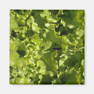 Íman Alface verde