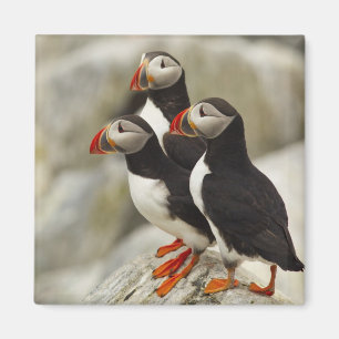 Íman Alfinões-do-Atlântico na Ilha do Selo de Machias