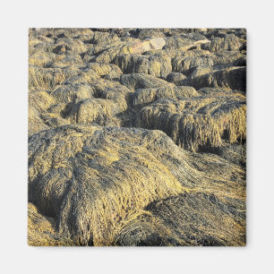 Íman algas marinhas