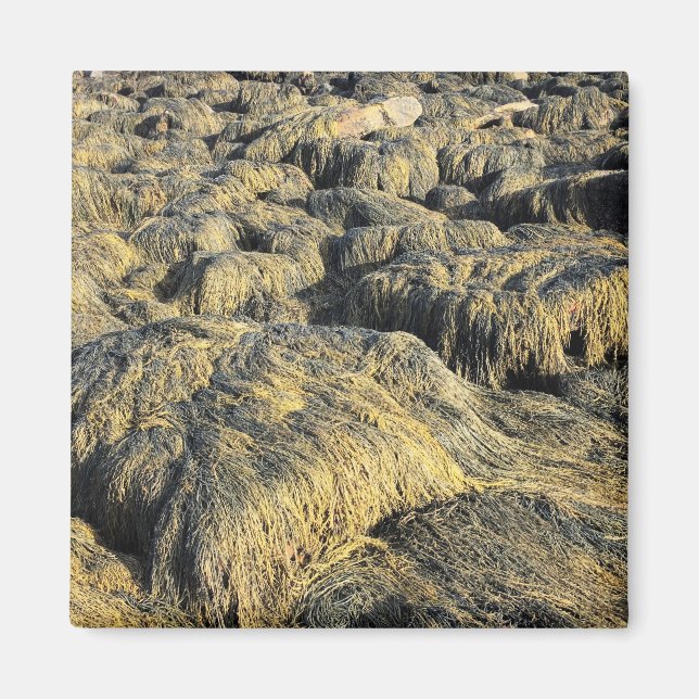 Íman algas marinhas (Frente)