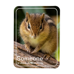 Íman Alguém está assistindo Chipmunk