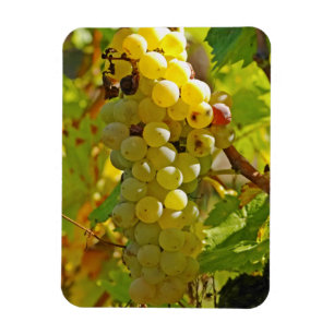 Íman Algumas Chasselas na vinha - plantadas há muito te