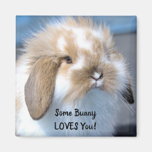 Íman Alguns Bunny Te Ama - Fluffy Holland Lop
