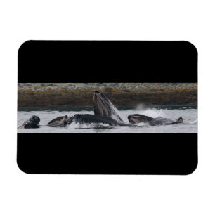 Íman Alimentação das baleias de Humpback