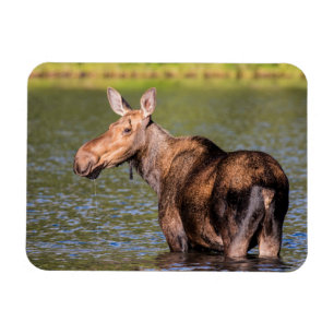 Íman Alimentação de alces no Parque Nacional Glacier, M