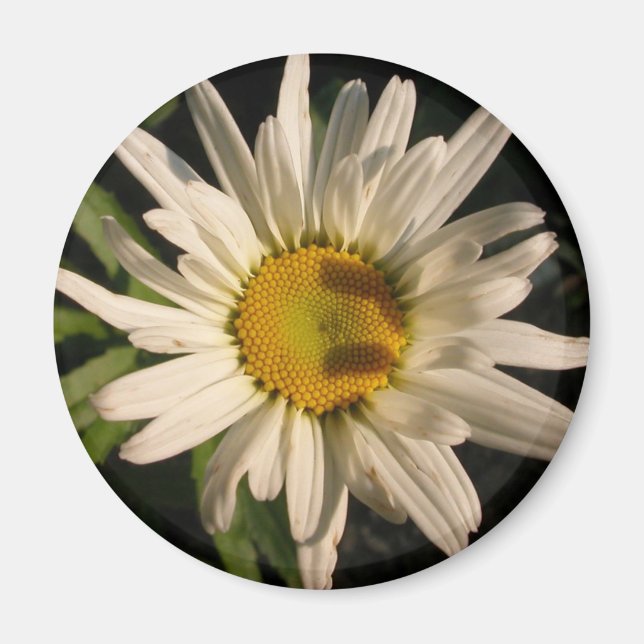 Íman Alimentação do ventilador (Frente)