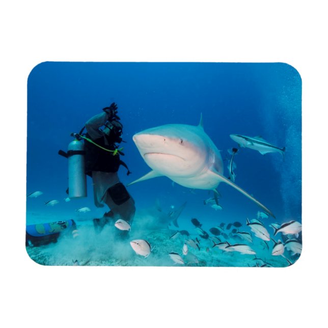 Íman Alimentando O Touro (Horizontal)