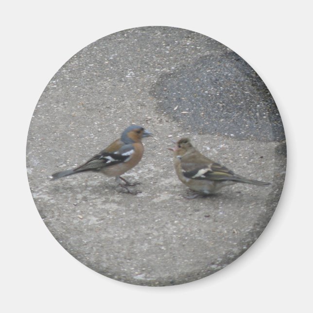 Íman Alimente-me o ímã Chaffinch (Frente)