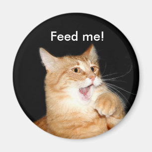 Íman Alimente o ímã do gato