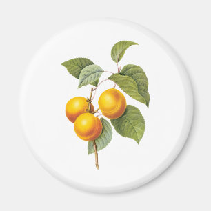 Íman Alimento Antigo Fruta, Damasco Pêssego por Redoute