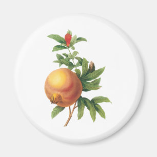 Íman Alimento Antigo Fruta, Romã por Redoute