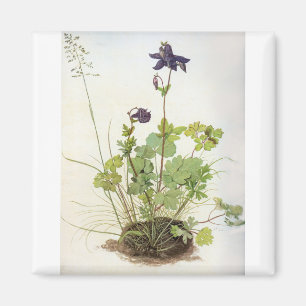 Íman Alkelei-Blume - Albrecht Durer - c1500