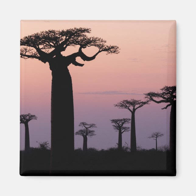 Íman Alley dos Baobás, Madagascar, Morondava, África, (Frente)