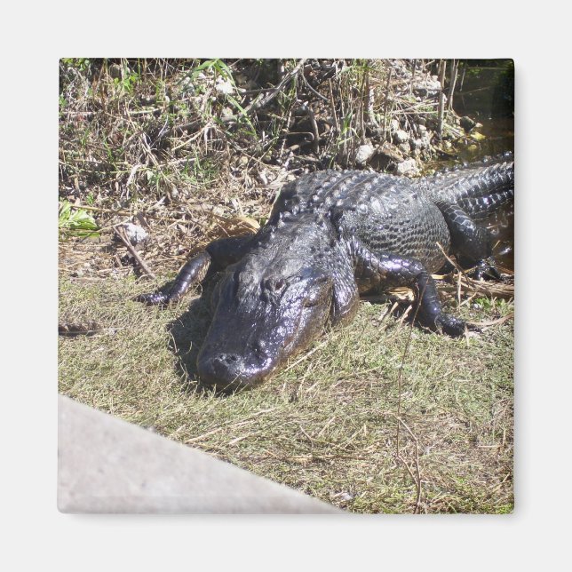 Íman Alligador Saindo Nas Everglades (Frente)