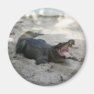 Íman Alligator, Fort Lauderdale, Flórida