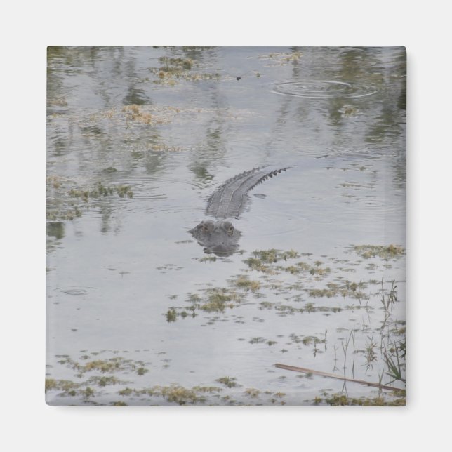 Íman Alligator Magnet (Frente)