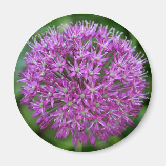 Íman Allium
